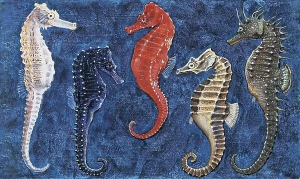 Close-up of five seahorses side by side (Hippocampus Guttulatus)