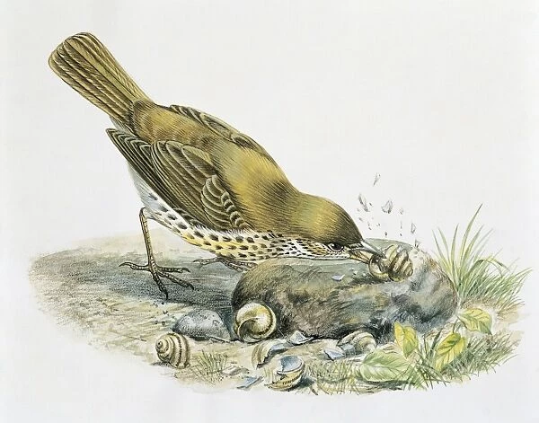 Close-up of a song thrush eating shells (Turdus philomelos)