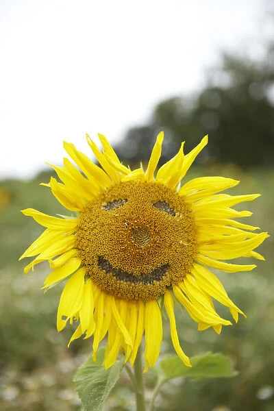 Close-up of sunflower plant with a smiley face imprinted on it
