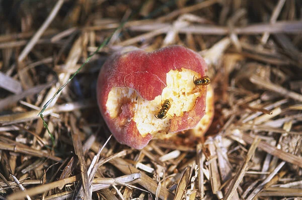 Close-up of wasps eating away at a dusty fallen red apple resting on straw