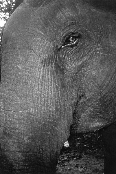 A closeup of an elephants head