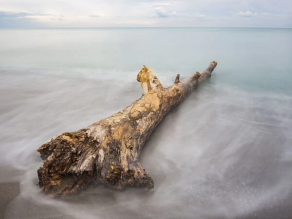 After cloudbursts on beaches, it is easy to find logs and branches washed out to sea by flooded rivers and streams. Sea wood (also called driftwood') if beached into small pieces can be salvaged by anyone and be reused