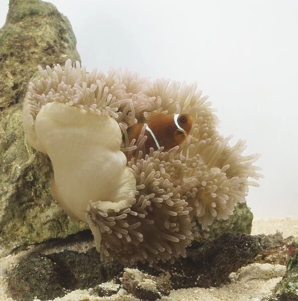 A clownfish (Amphirion sp. ) in a sea anemone (Heteractis magnifica)