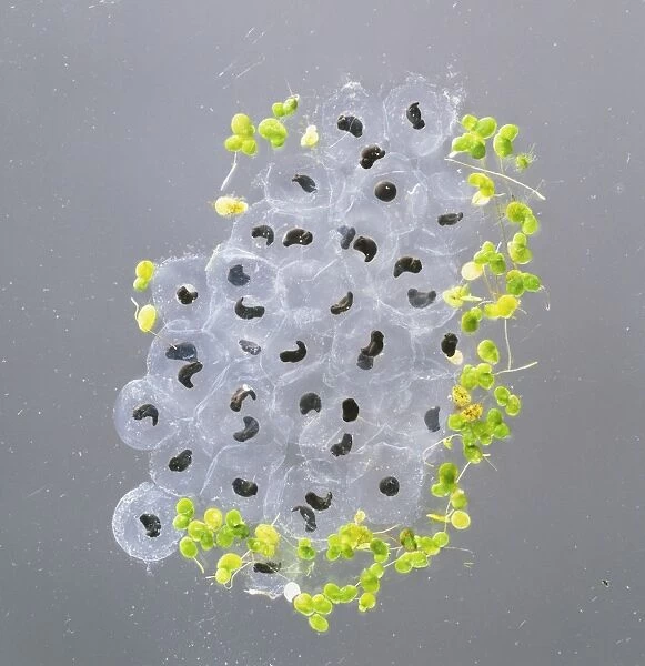 Clump of frog spawn (anura) beginning to develop, close up