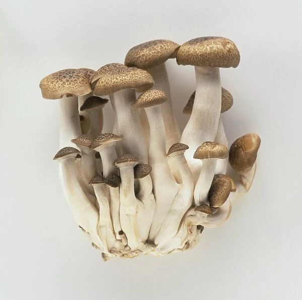 Cluster of Shimeji mushrooms, clumped together at bottom