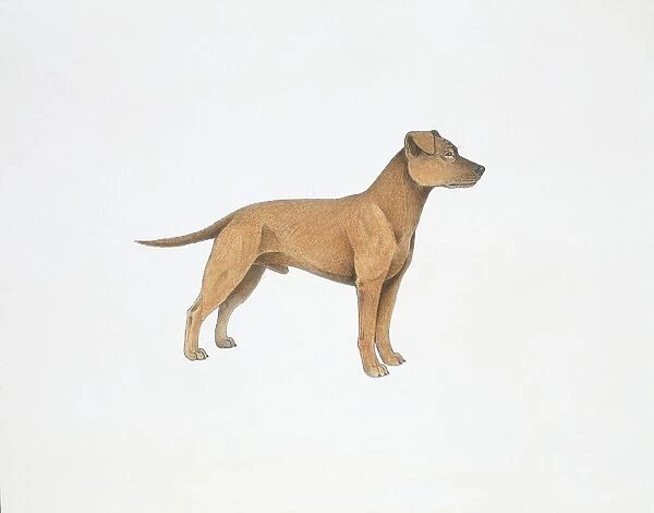 Clydesdale Terrier, illustration