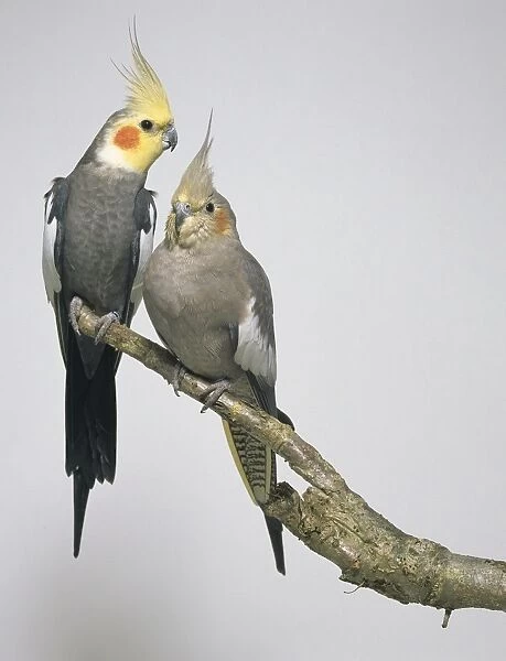 Two cockatiels - front view