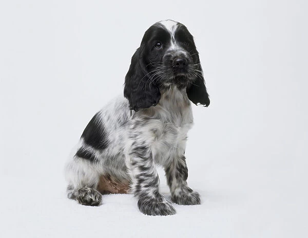 Cocker spaniel puppy (Canis lupus familiaris), seated, looking at camera, side view