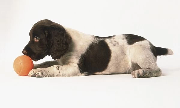A cocker spaniel puppy lying down with a ball in front