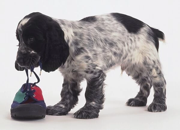A cocker spaniel puppy stands and chews the lace of a red and green plimsol