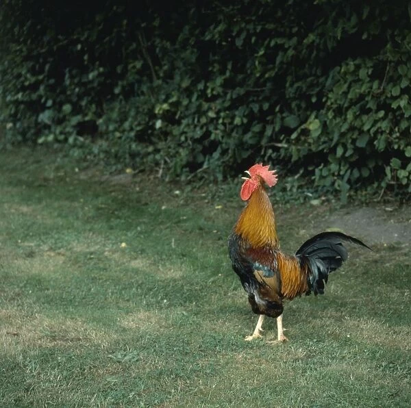 Cockerel crowing on lawn