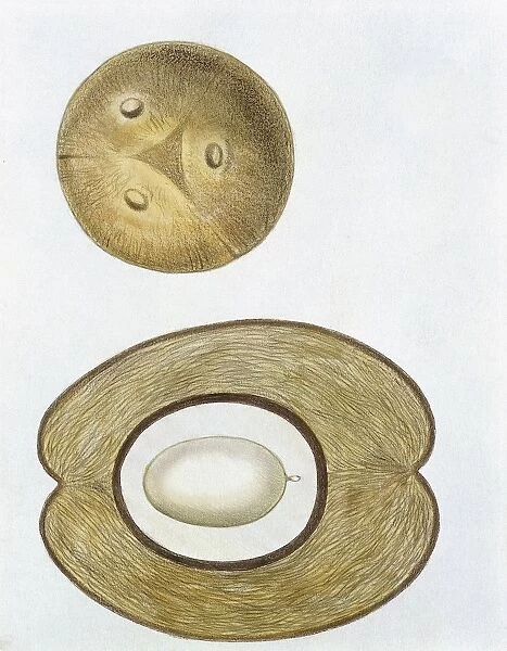Coconut Cocos nucifera, entire and in section, illustration