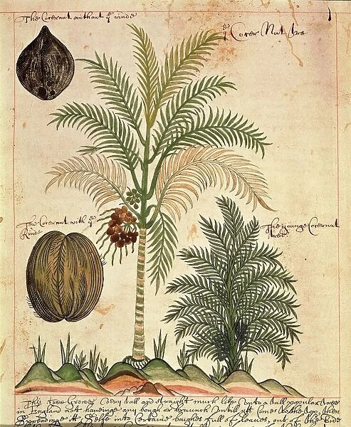 Coconut palm tree (Cocos nucifera) from the East Indies, Asia, drawing, 1600-1625