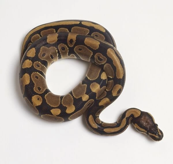 Coiled Ball Python or Royal Python (Python regius), view from above