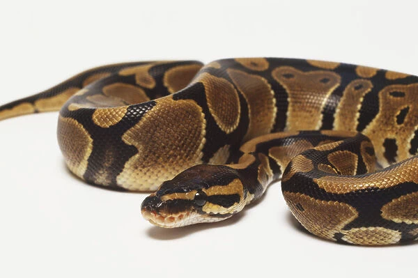 A coiled Royal Python with its head at the centre, for maximum protection