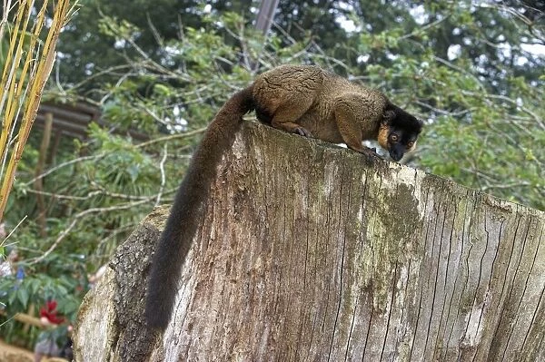 Collared brown lemur (Eulemur collaris) on tree stump