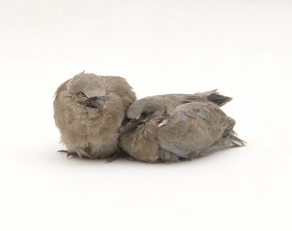 Collared Dove (Streptopelia decaocto), fledglings also known as squabs