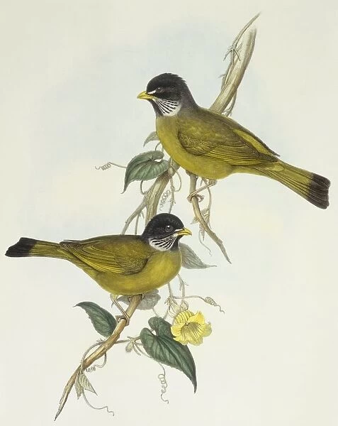 Collared finchbill (Spizixos semitorques), Engraving by John Gould