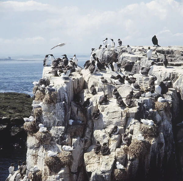 Colony of Common Guillemots (Uria aagle) on coastal cliff-top