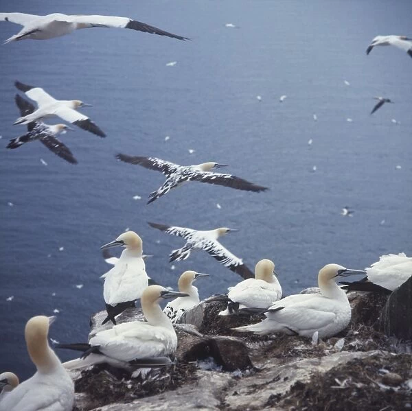 Colony of Gannets (Morus sp. ) on coastal cliff