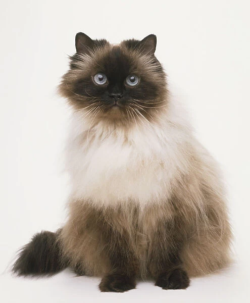Colour Pointed Longhair Cat (Felis catus), front view