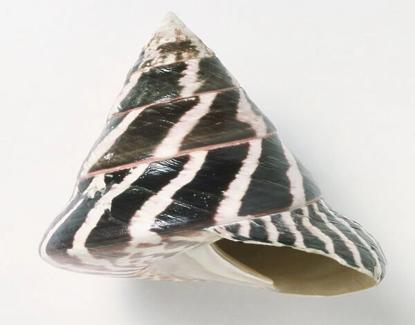 Commercial Trochus shell (Trochus niloticus), close up