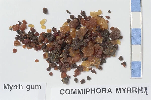 Commiphora myrrha, Myrrh Resin