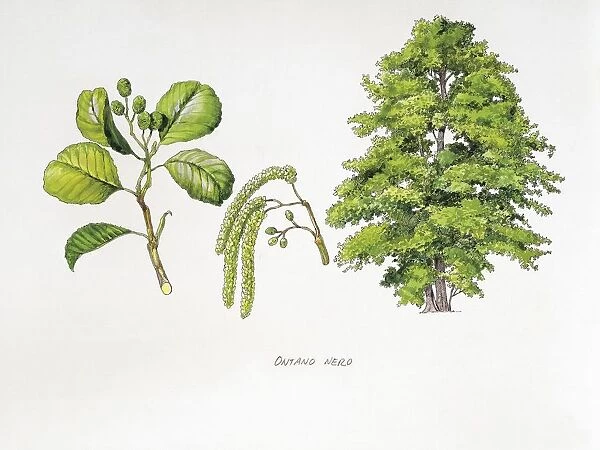 Common Alder (Alnus glutinosa), plant with flowers, leaves and fruits, illustration