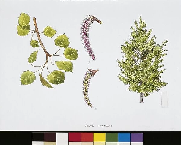 Common Aspen (Populus tremula), plant with flowers, leaves and fruits, illustration