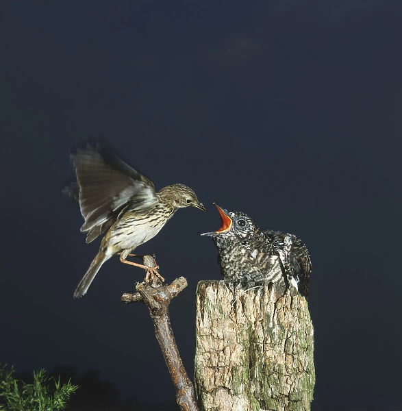 Common Cuckoo, cuculus canorus, chick perched on wooden stump being fed by adult Pipit, motacillidae