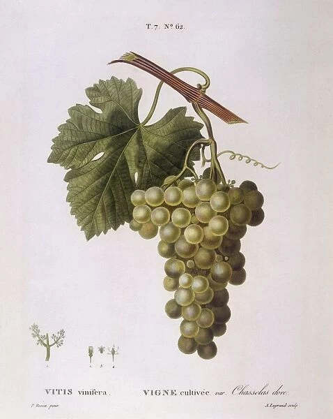 Common grape vine (Vitis vinifera), Henry Louis Duhamel du Monceau, botanical plate by Pancrace Bessa