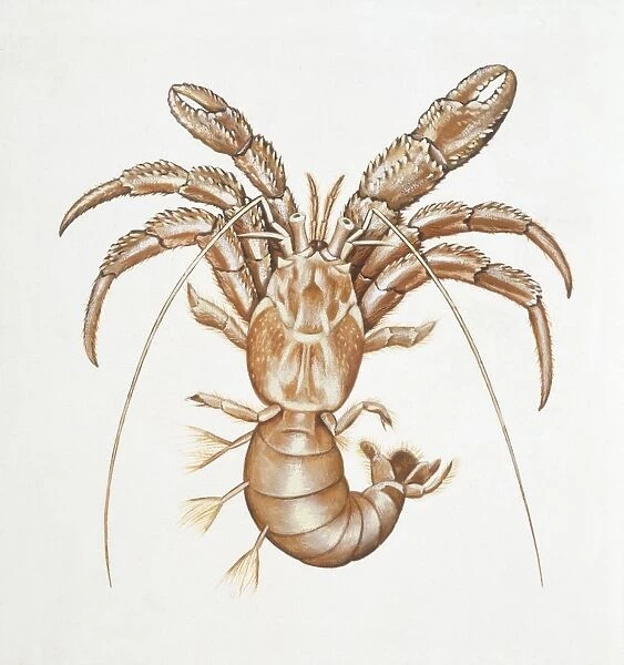 Common hermit crab, illustration