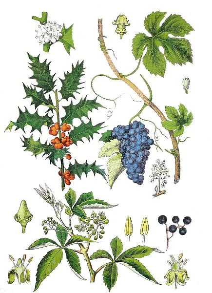 Common holly, Holly oder Ilex, Ilex aquifolium (top left), common grape vine