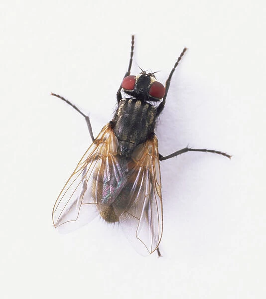 Common House Fly (Musca domestica), view from above