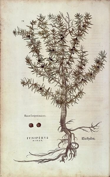 Common Juniper - Juniperus communis (Juniperus minor) by Leonhart Fuchs from De historia stirpium commentarii insignes (Notable Commentaries on the History of Plants) colored engraving, 1542