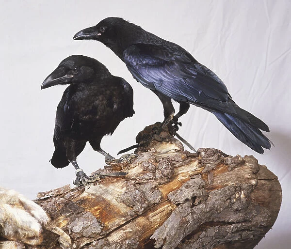 Two Common Raven, Corvus corax ravens perched on wooden branch