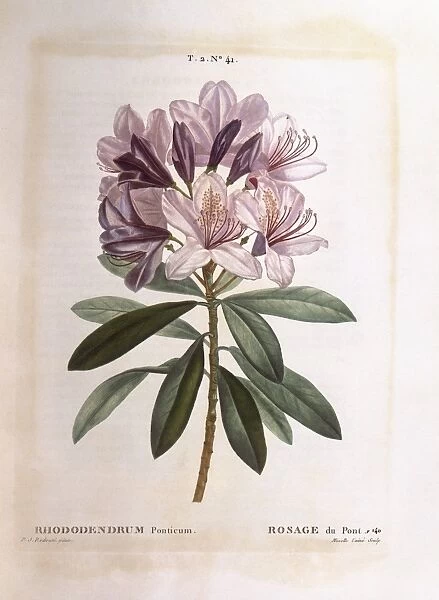 Common rhododendron (Rhododendron ponticum), Henry Louis Duhamel du Monceau, botanical plate by Pierre Joseph Redoute