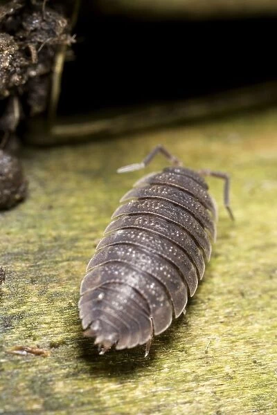 Common Rough Woodlouse crawling on old piece of wood
