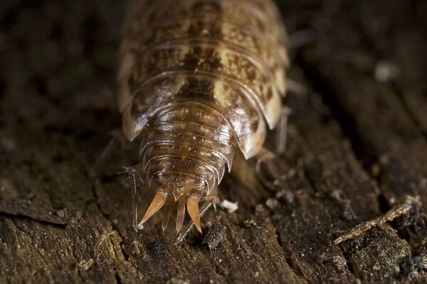 Common Rough Woodlouse crawling on old piece of wood, close-up