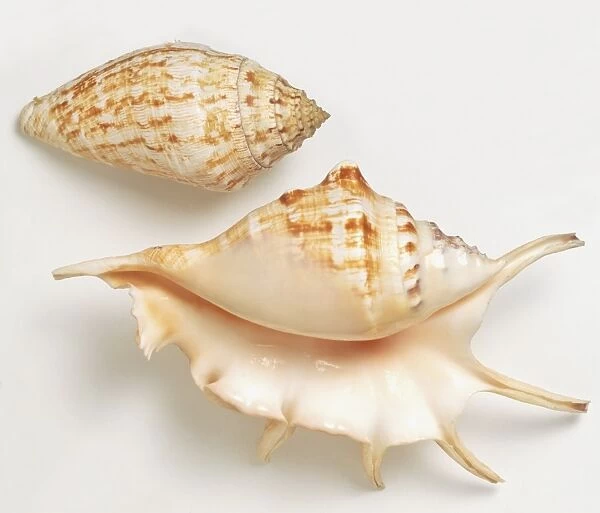 Two Common Spider Conch shells (Lambis lambis), overhead and underside view