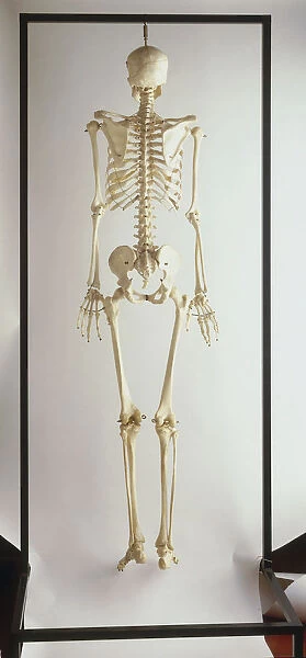 Complete human skeleton, rear view