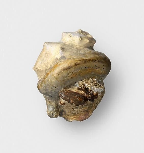 Completely fossilized Hermit Crab