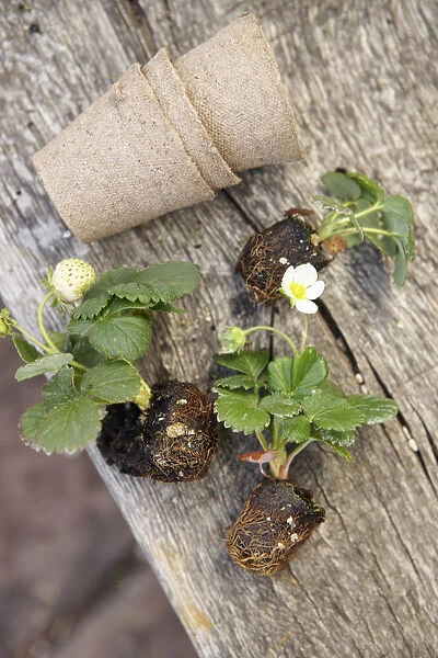 Three compostable plant pots and three strawberry seedlings on wooden table