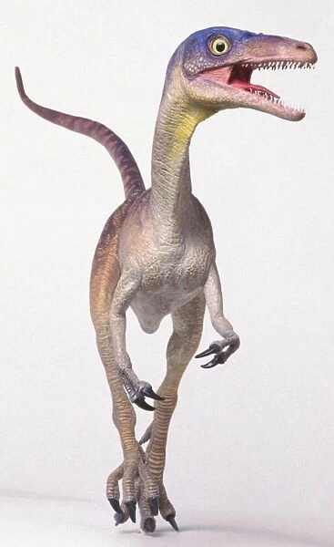 Compsognathus, front view with head turned to the side