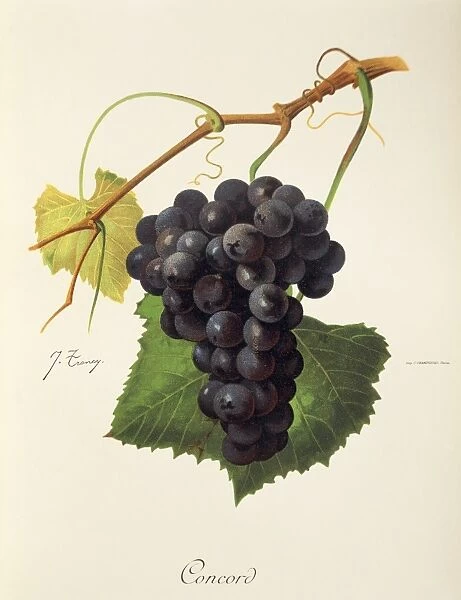 Concord grape, illustration by J. Troncy