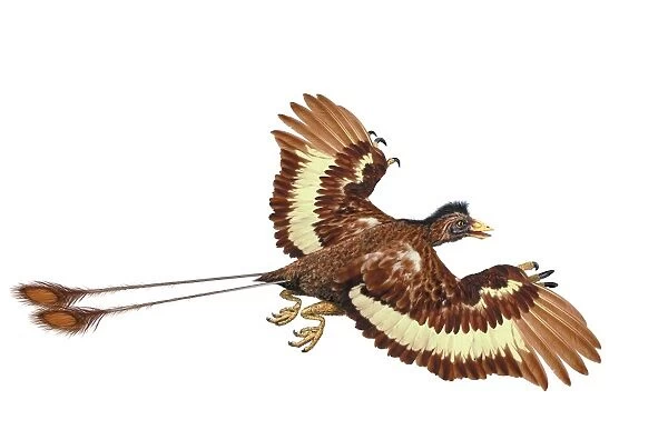 Confuciusornis, pre-historic bird, early Cretaceous era