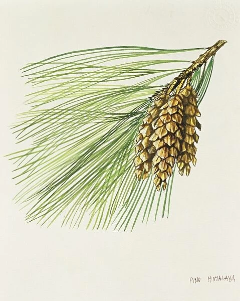 Conifers, Pinaceae, Leaves and cones of Bhutan pine or Blue pine Pinus wallichiana, illustration