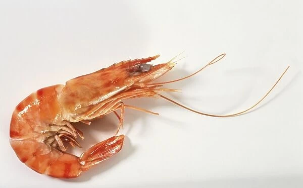 Cooked prawn, close up