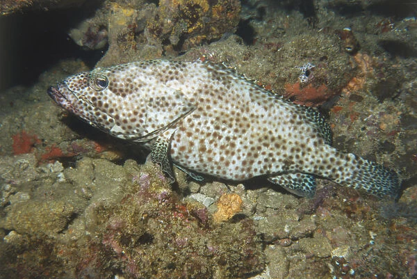 Coral Fish camouflaged against Coral