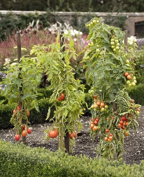 Cordon tomato plants supported by stakes